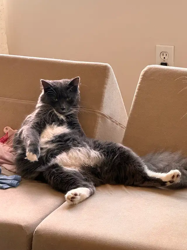9 month old kitten!