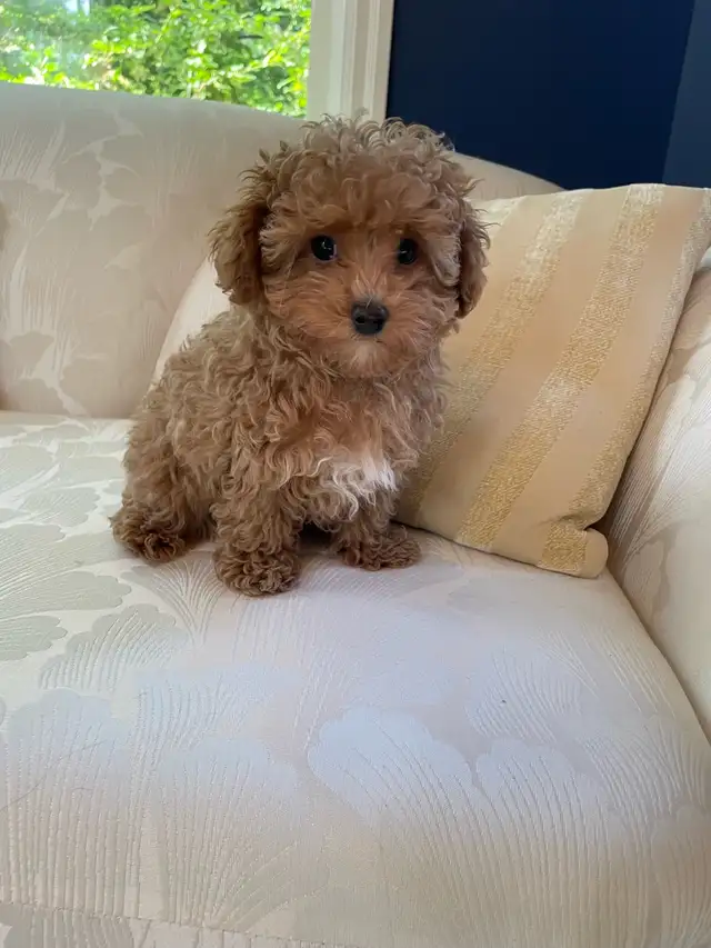 Precious Toy Poodle in Dogs & Puppies for Rehoming in Markham / York Region - Image 8