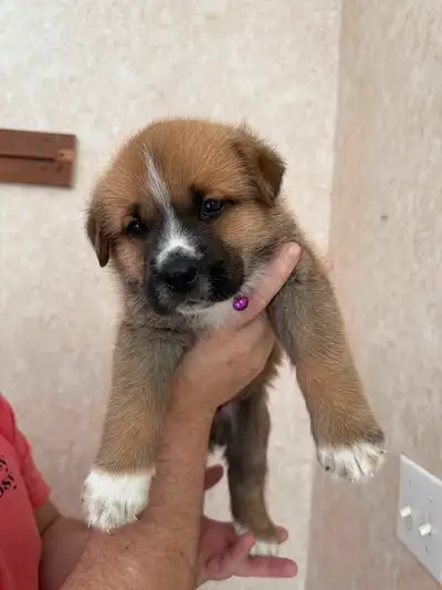 We have 6 beautiful puppies (2 girls and 4 boys) born on May 9th, growing healthy and strong. They’l...