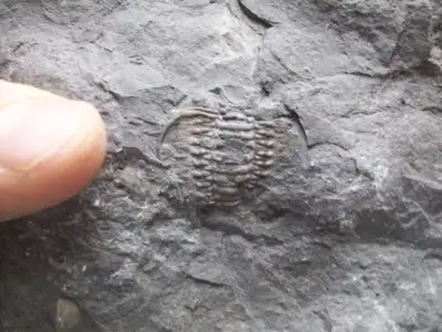 CERAURUS FOSSIL TRILOBITE, View more