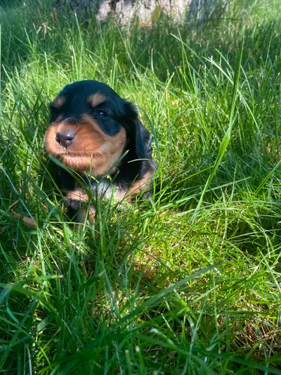 Mini dachshund puppy long haired available, View more