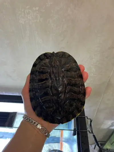 red ear slider turtle, View more