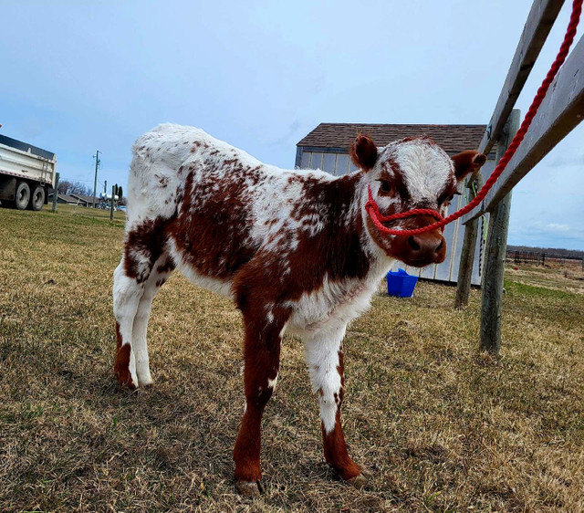heifers for sale dans Animaux de ferme  à Winnipeg - Image 3