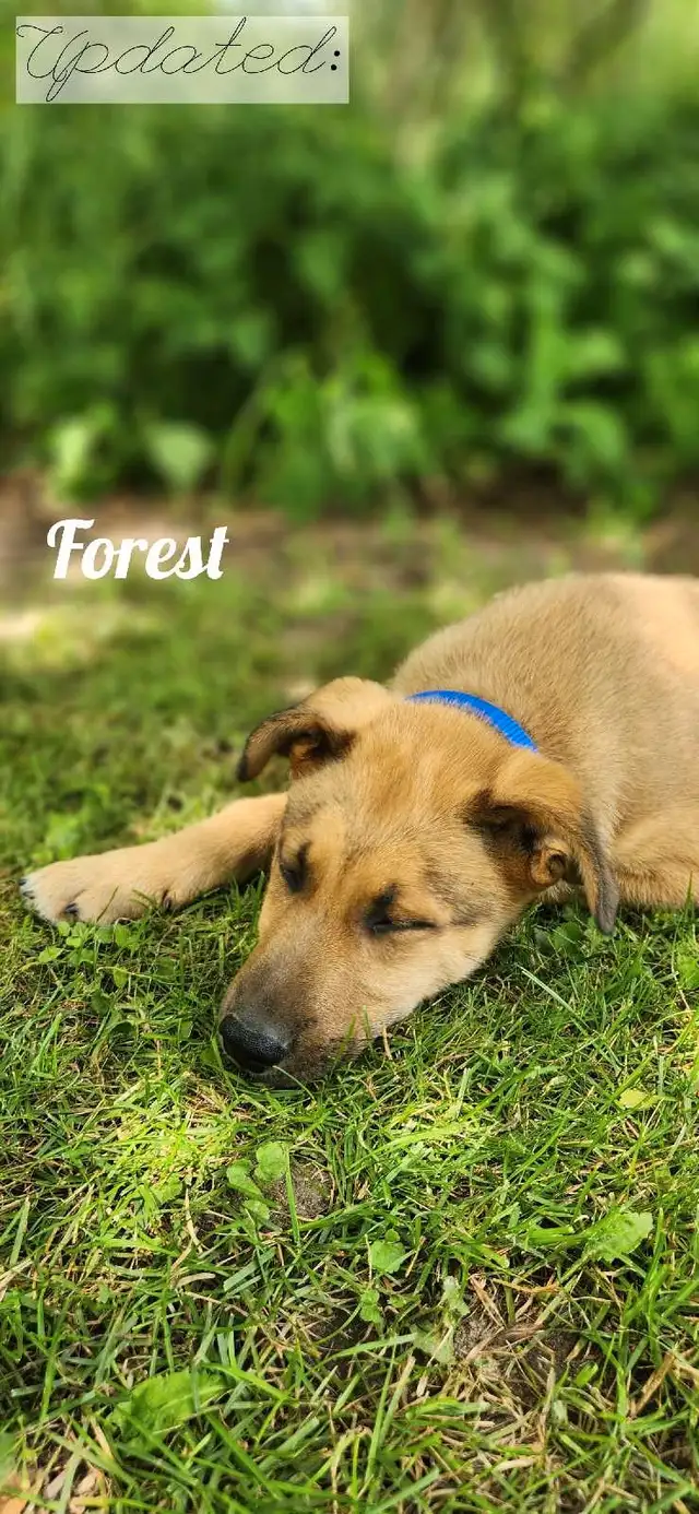 Adorable Puppies! Ready To Adopt Now! in Dogs & Puppies for Rehoming in Kitchener / Waterloo - Image 7