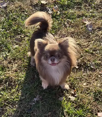 mâle chihuahua 2 ans sterelisé enr. ckc, View more