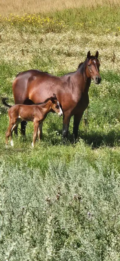 6 year old grade mare. untouched , View more