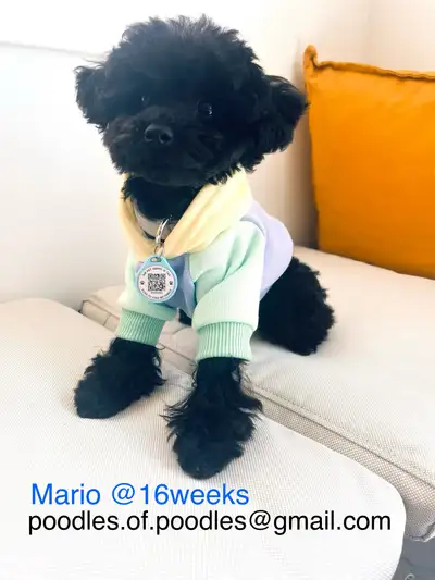 Last 1❣️BOY❣️Very SmallPurebred Black Toy Poodle - Ready to go!