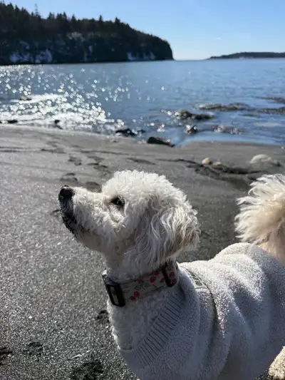 Looking for the Right Home for Penny , View more