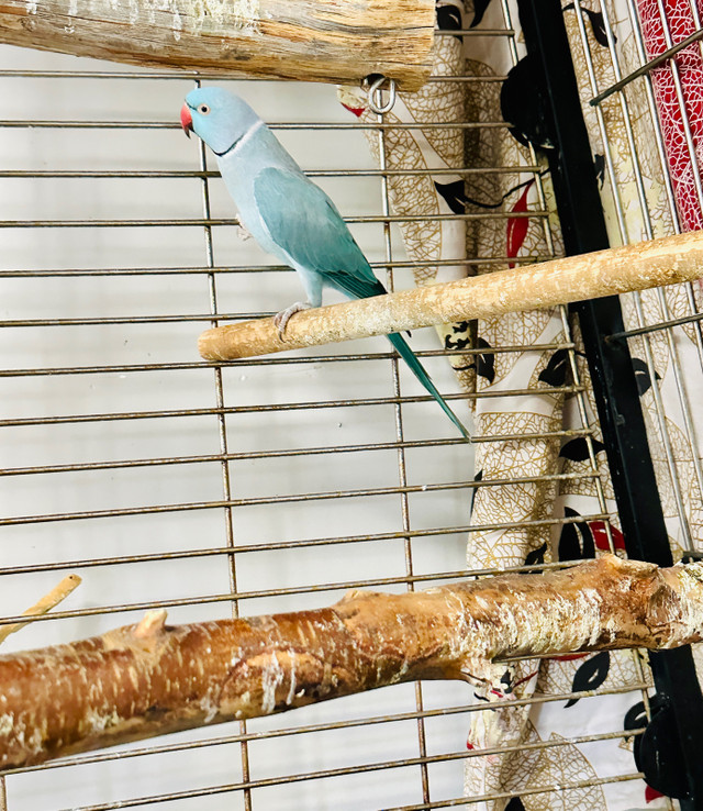  Indian ringneck in Birds for Rehoming in Calgary