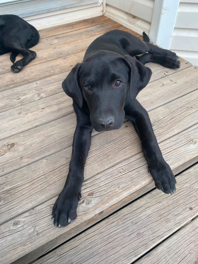 Labrador / Bluetick Hound Puppies in Dogs & Puppies for Rehoming in Edmonton