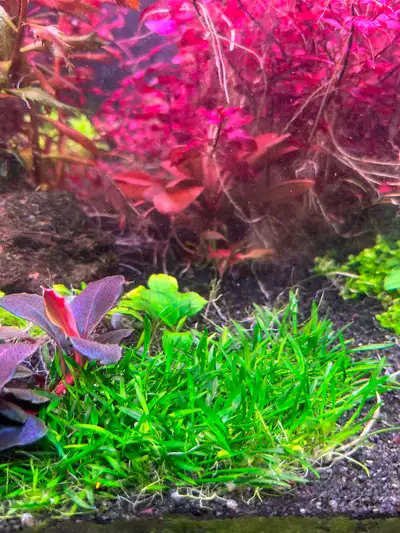 Crypt Parva Tetra Aquarium Plants., View more