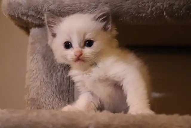 TICA Registered Purebred Ragdoll Kittens Rehoming (Read Full)