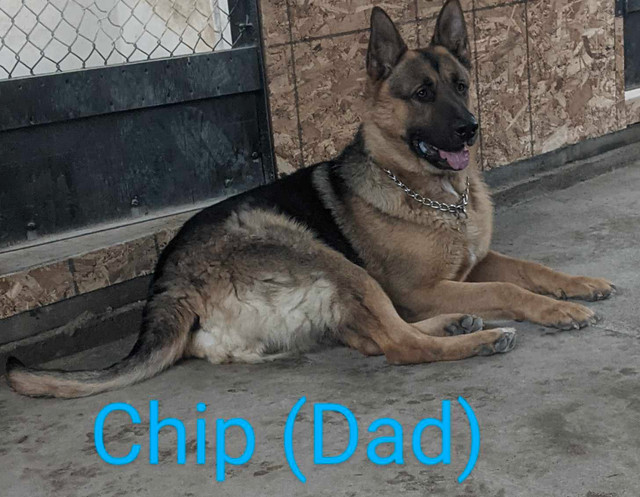 German Shepherd purebred/Berger Allemand pure race in Dogs & Puppies for Rehoming in Bathurst