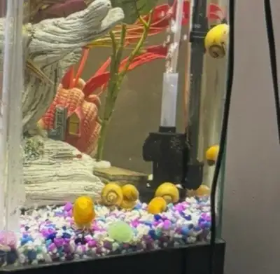 Golden Apple snails ($5 each), View more