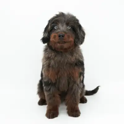 *We do offer additional training for families that want their puppy started on house training or obe...