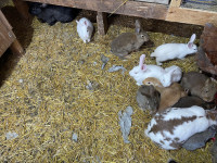 Young rabbits for sale 
