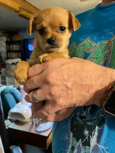 I have 1 female and 6 males left that will be ready for their forever homes on April 15/25 at that t...