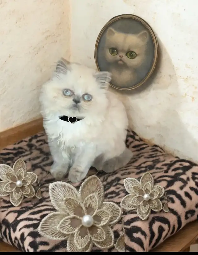 Purrfect purring Persian kittens ( price negotiable) in Cats & Kittens for Rehoming in Mississauga / Peel Region - Image 8