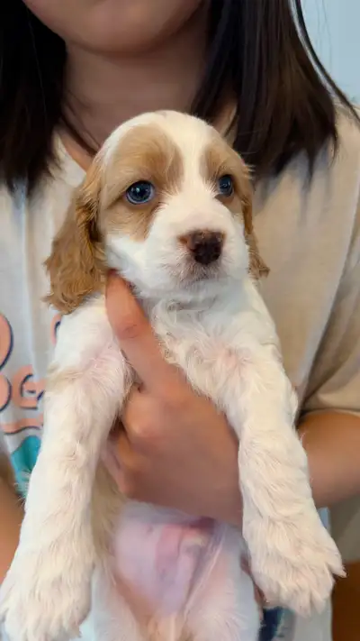 Cockapoo puppies, View more