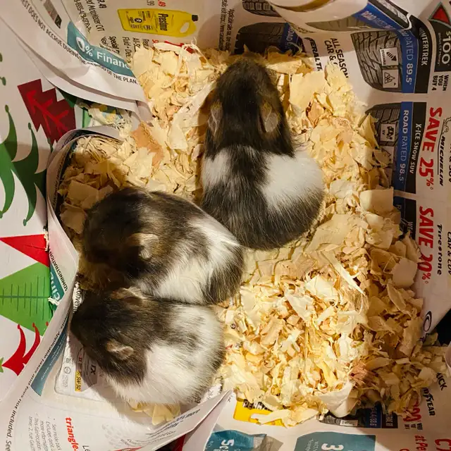 Baby Hamsters in Other Pets for Rehoming in Calgary - Image 4