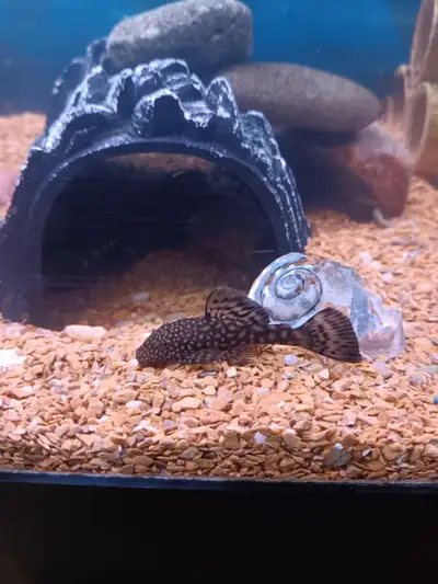 Aquarium Fish - Bristlenose Plecos, View more