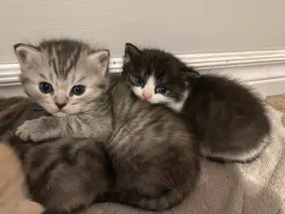We are excited to announce the sale of adorable kittens, born on March 3rd! These playful and affect...