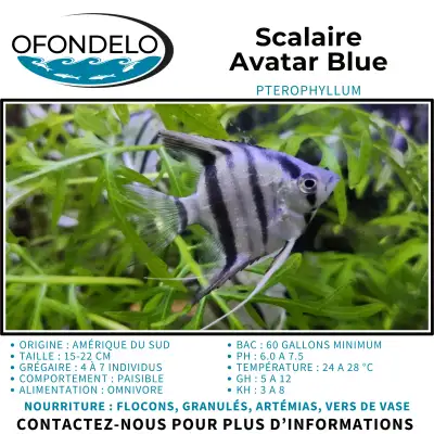Scalaire (Ange) Blue Avatar, View more
