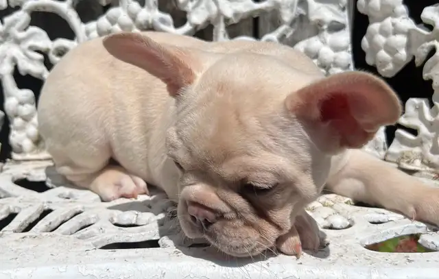 French Bulldog puppies 2 year Health Guarantee in Dogs & Puppies for Rehoming in City of Toronto - Image 6