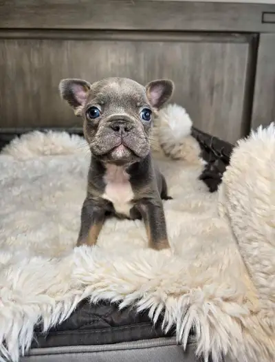 EROS BLUE & TAN APOLLO BLACK &TAN CUPID BLUE PIED WITH HEART BUM Freya and Mac welcomed 5 gorgeous b...
