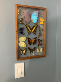 Vintage Framed Taxidermy Real Butterflies, 14 Specimens RARE