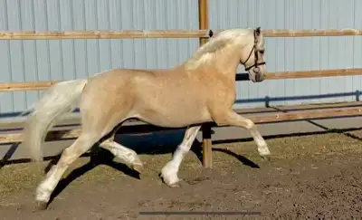 breeding live cover Welsh pony stallion, View more
