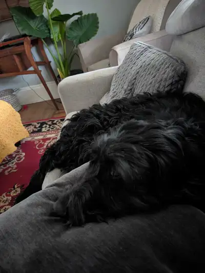 German shepherd mix , View more