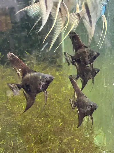 BEAUTIFUL BLACK VEIL ANGEL FISH SPECIAL, View more
