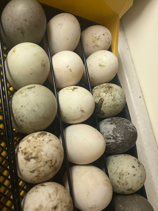 Fertile duck eggs (mixed breeds) in Hobbies & Crafts in Abbotsford