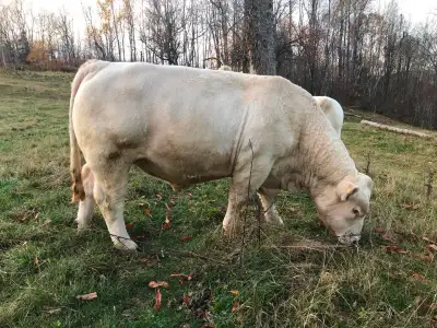 2 year old Charolais Bull, View more