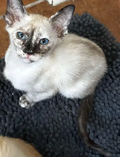 Bonjours ils nous restent 2 chatons siamois à vendre 2femelle elles sont super affectueuses aime se...