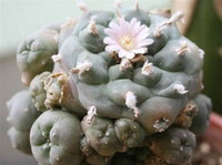 Fresh Lophophora Williamsii Var Caespitosa Cactus Seeds For Sale