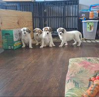 Great pyrenees mix puppies 