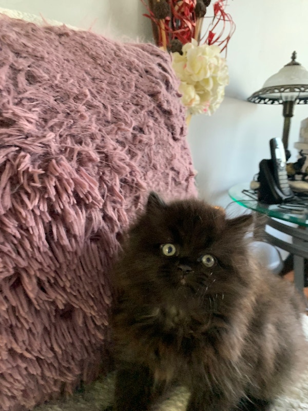 Persian kitten Cats & Kittens for Rehoming Ottawa Kijiji