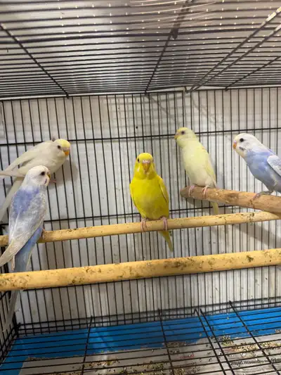   Budgies With beautiful colours, View more