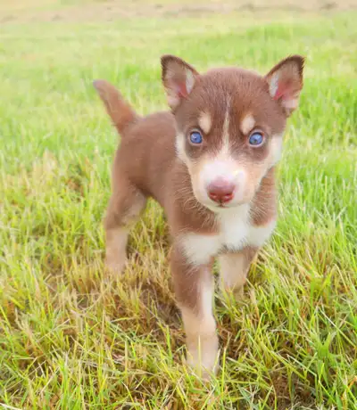 ❤️HUSKIES SIBÉRIENS YEUX BLEUS À VENDRE SIBERIAN HUSKY BLUE EYES, View more