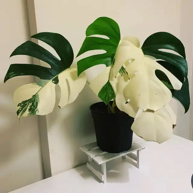 Combo : 2 Monstera rooted wetstick of your choice in Plants, Fertilizer & Soil in City of Toronto - Image 4