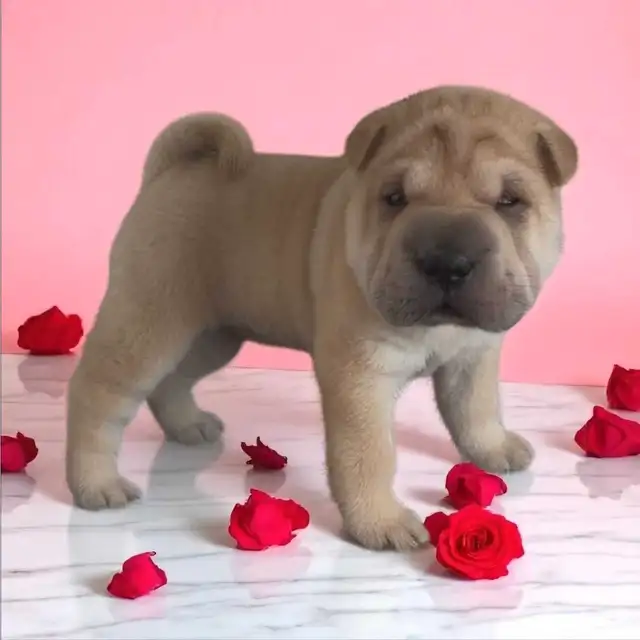 Chinese Shar-Pei Female Puppies in Dogs & Puppies for Rehoming in Mississauga / Peel Region - Image 5