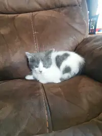 Female kitten 