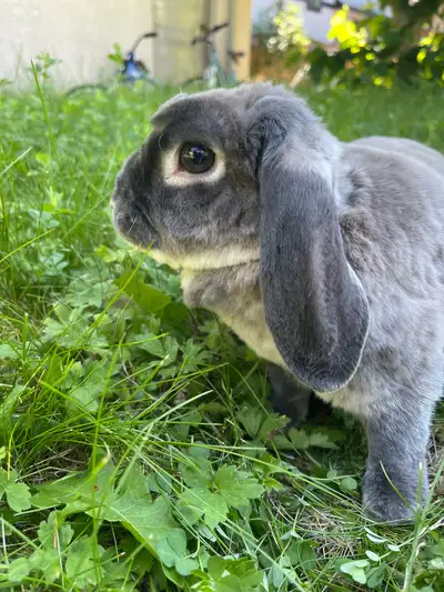 3 year old bunny , View more