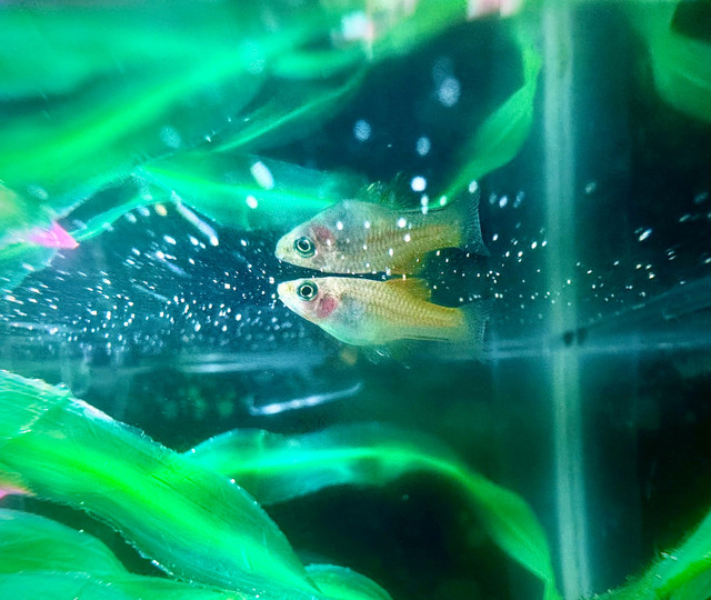 Platy Fish in Fish for Rehoming in Brantford - Image 2