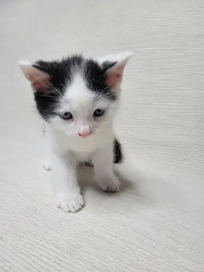 Nous avons 3 chatons en parfaite santé, sevrés, propres et habitués au contact humain, qui cherchent...