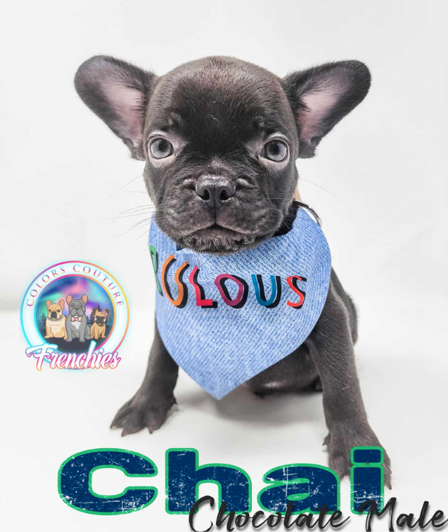 ckc registered French Bulldog Puppies in Dogs & Puppies for Rehoming in Grande Prairie - Image 3