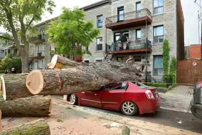 Nissan Sentra + Firewood