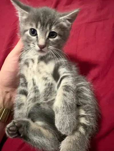 4 kittens for sale 3 males and 1 female 50$ each, View more
